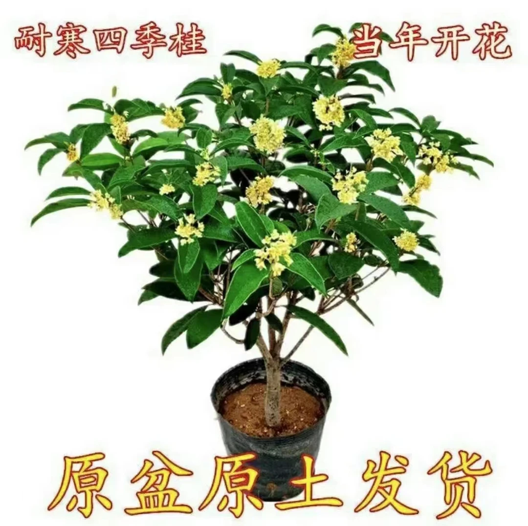 四季桂花树月月桂(六年半)开花带香味阳台庭院室内外好养花卉绿植