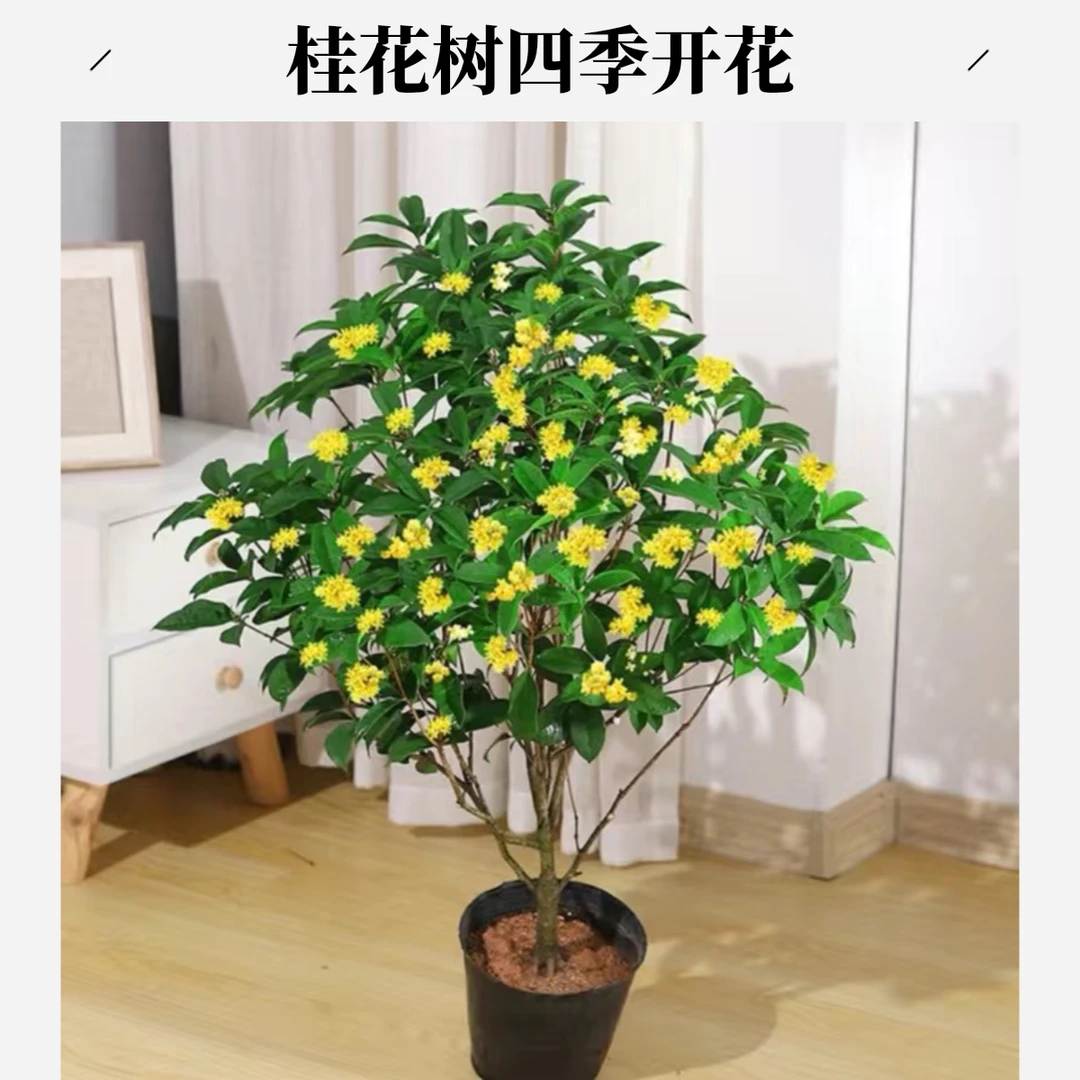 一物一拍好养易活四季桂花开花带香味庭院阳台走廊室内外好养植物