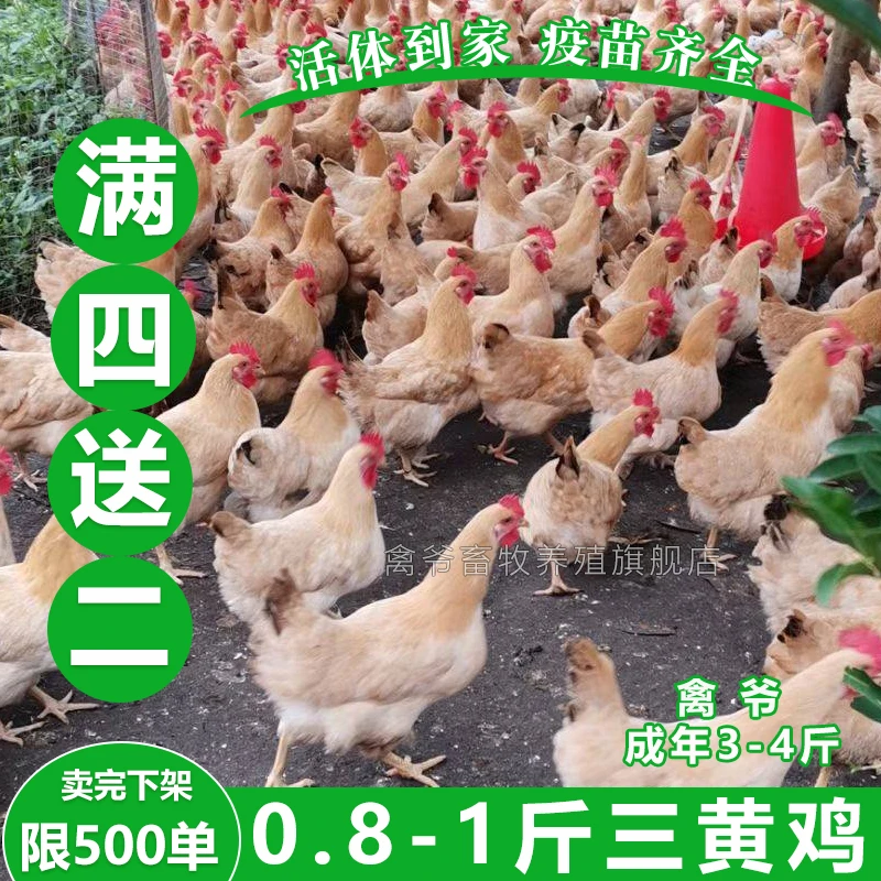 一斤三黄鸡6只 正宗土鸡活的脱温鸡苗 公鸡母鸡活体发货 包邮到家