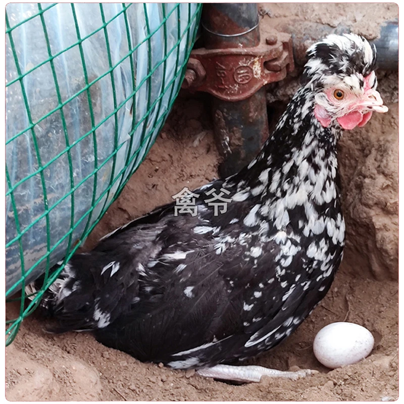 正宗贵妃鸡苗活家禽五颜六色小鸡活体小鸡七彩山鸡珍珠鸡活体苗