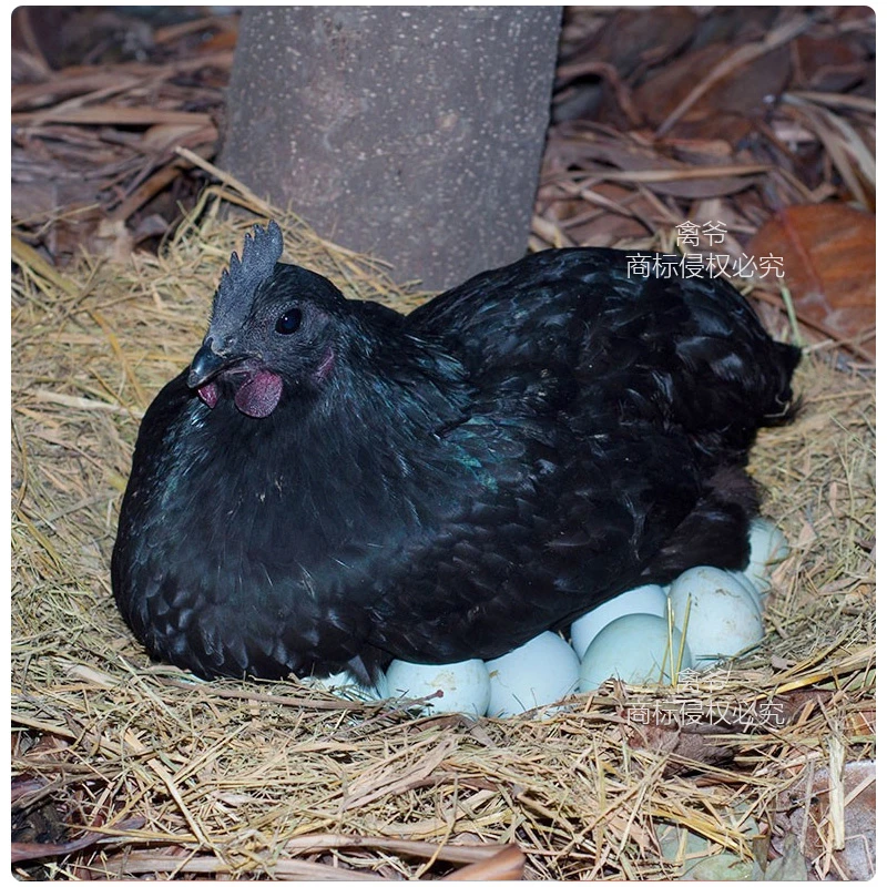 2斤五黑鸡3只 疫苗齐全健康好养 活的发货 伤亡包赔 散养鸡苗