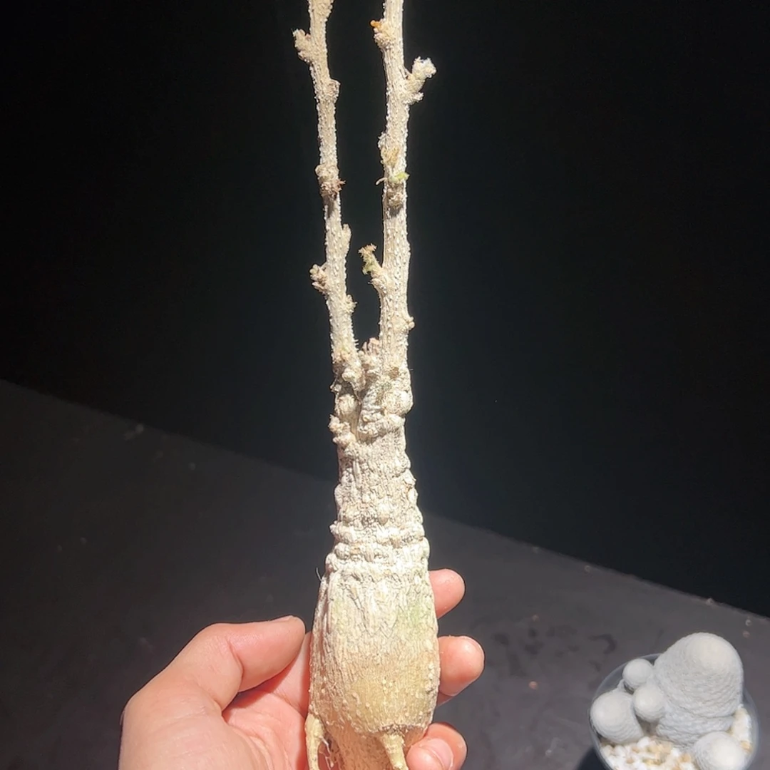【闪购商品】索科特拉黄光树