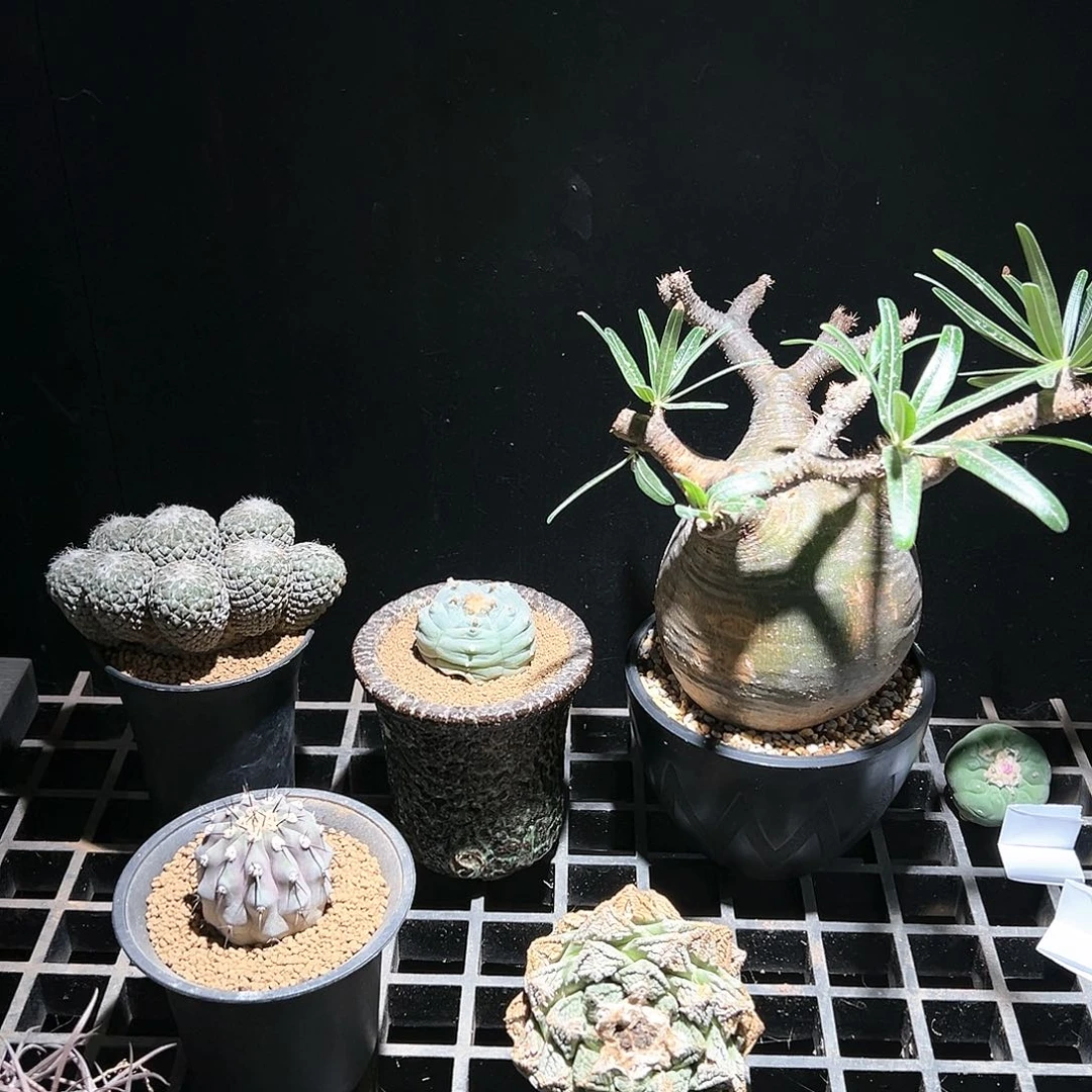 1788一个 精品块根球