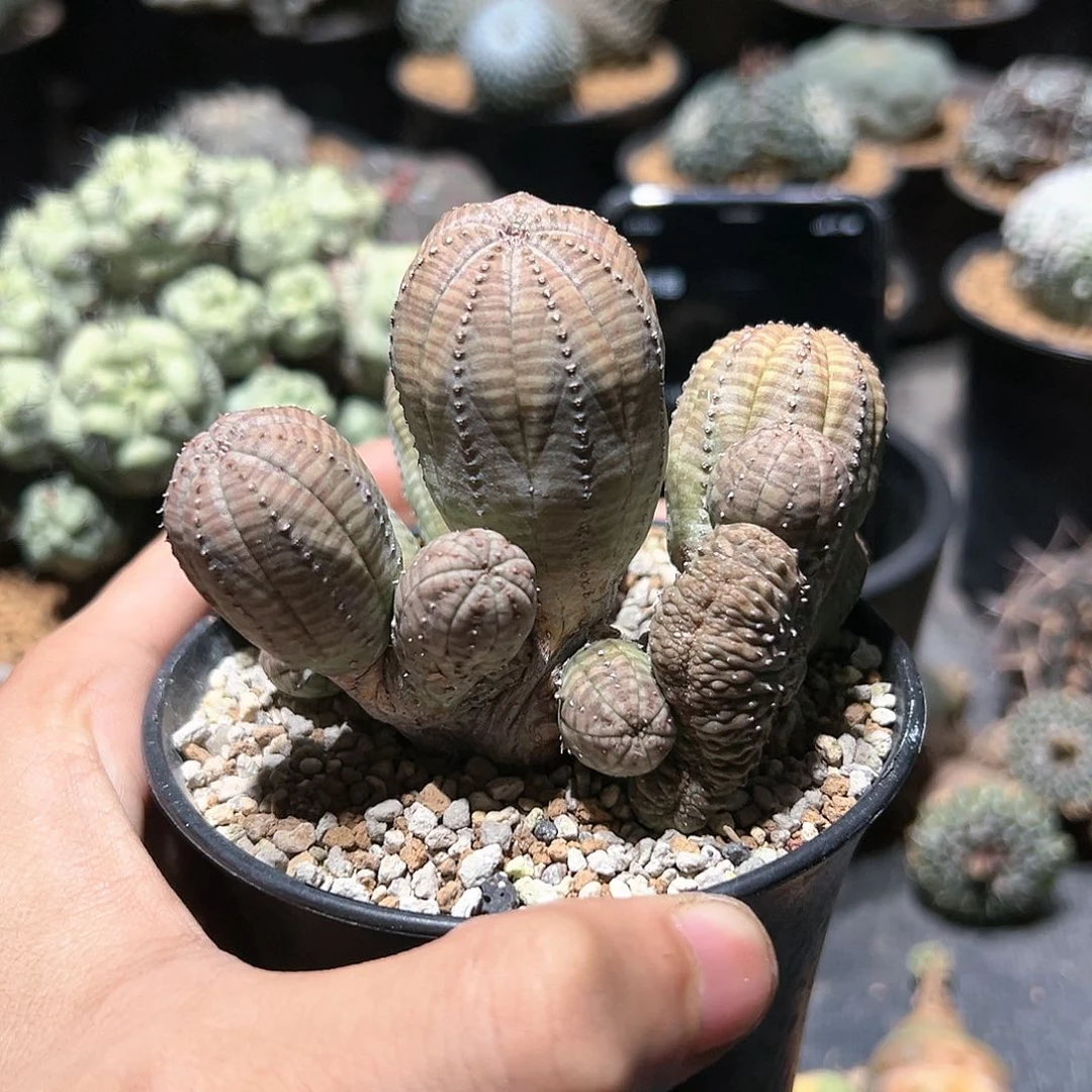 蛮****生布纹球 缀化 块根