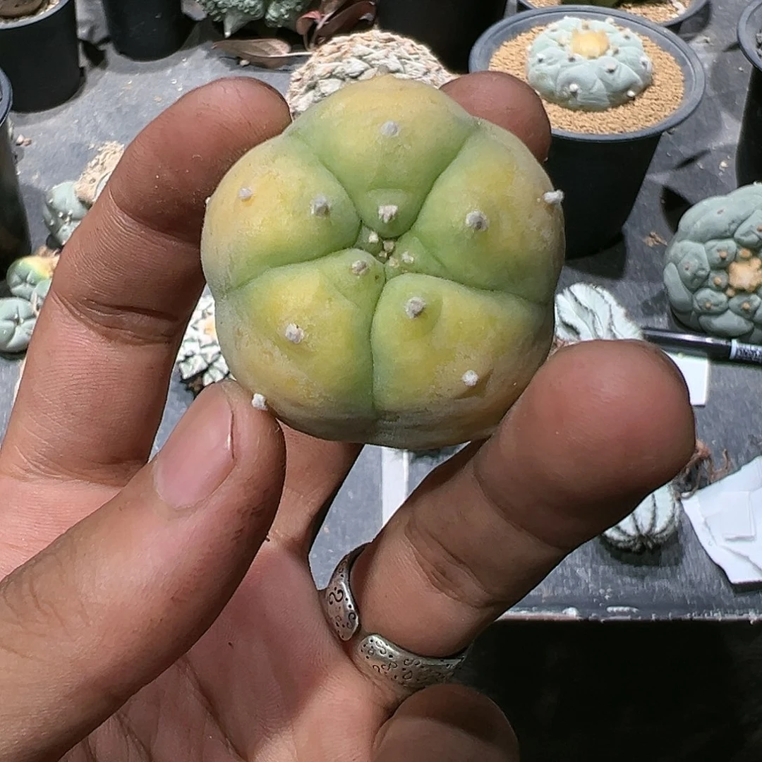 祖****一黄体肋骨大乌 仙人球2