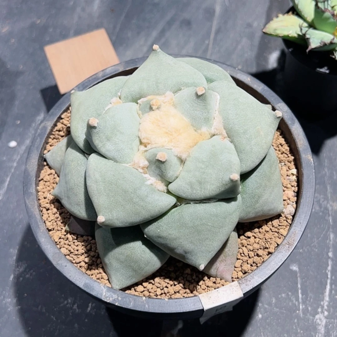 【闪购商品】z****z大u青瓷