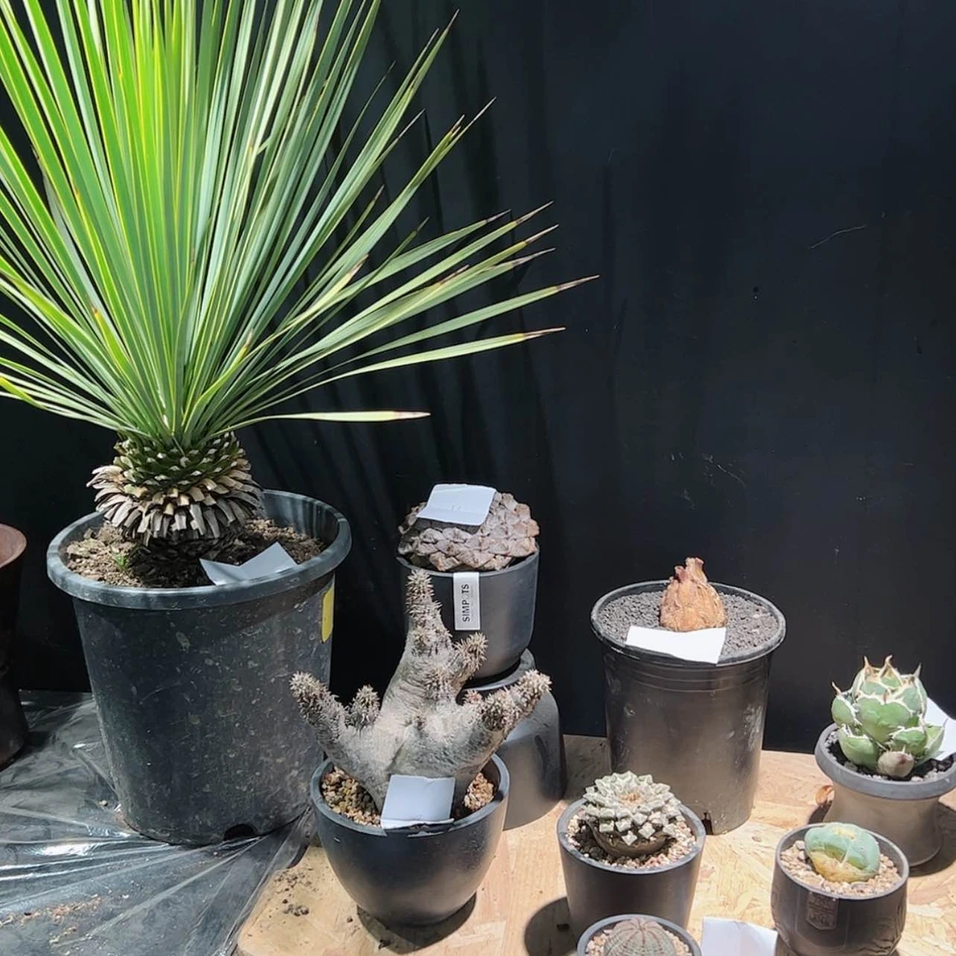 【闪购商品】2/8连山蓝棘一组