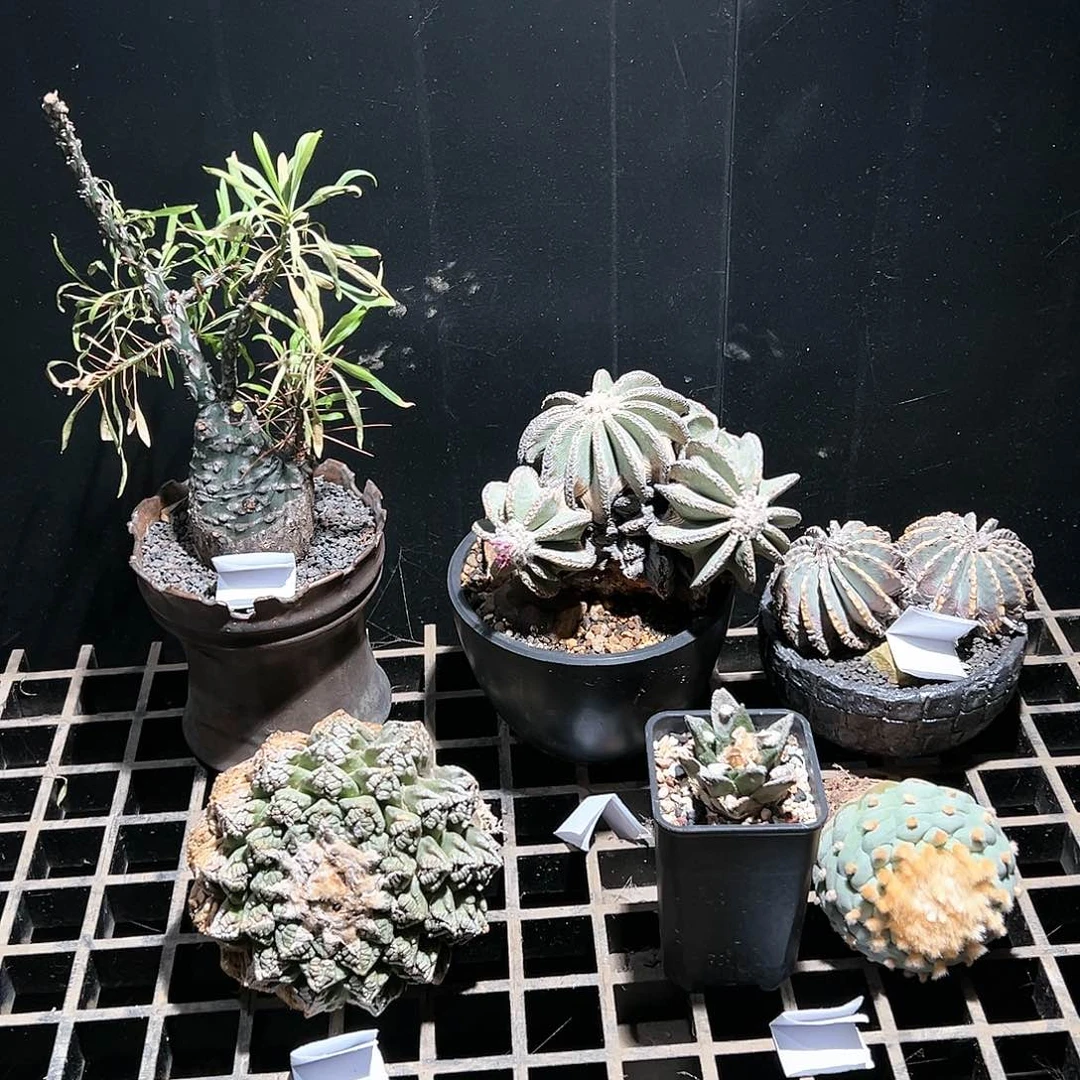 全产地组 5999一个