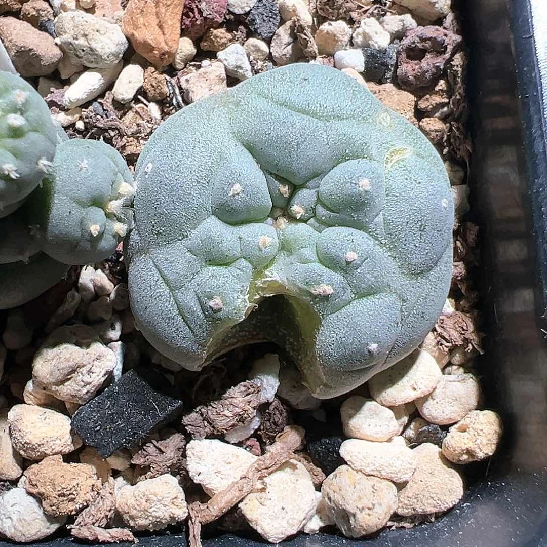 言****活实生皱u 缀化实生