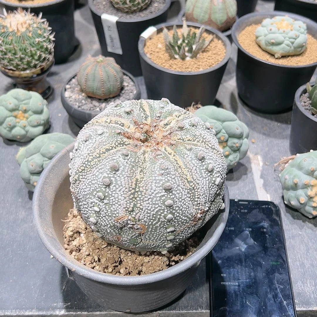 E****g古董奇迹 兜 仙人球