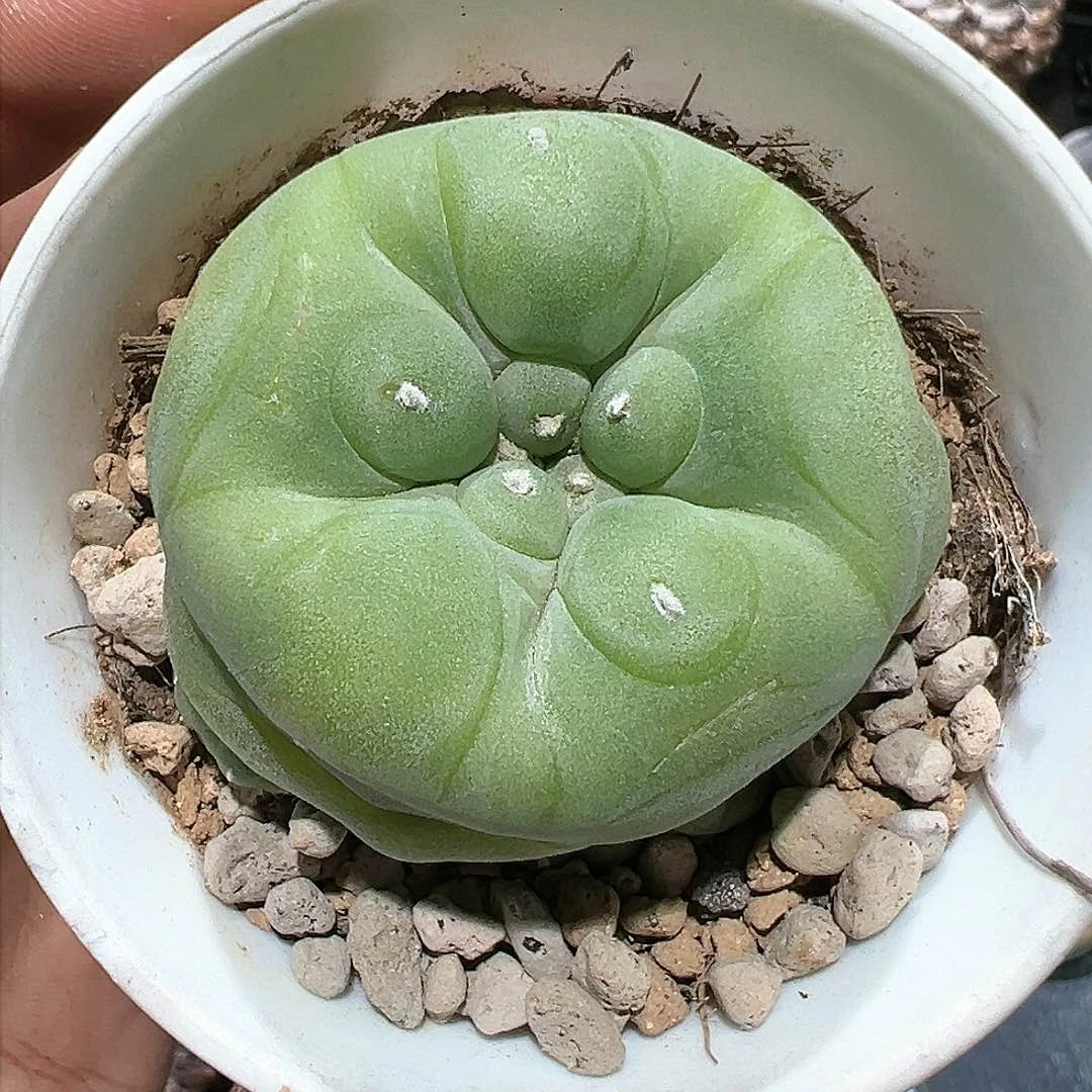 大*使实生乳u翠 仙人球