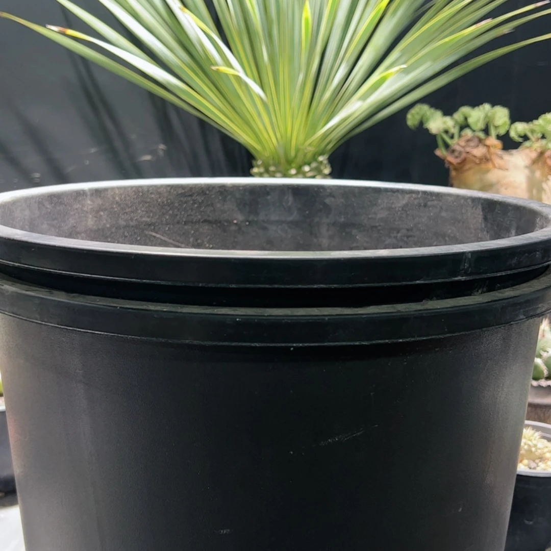 【闪购商品】2号抽13个