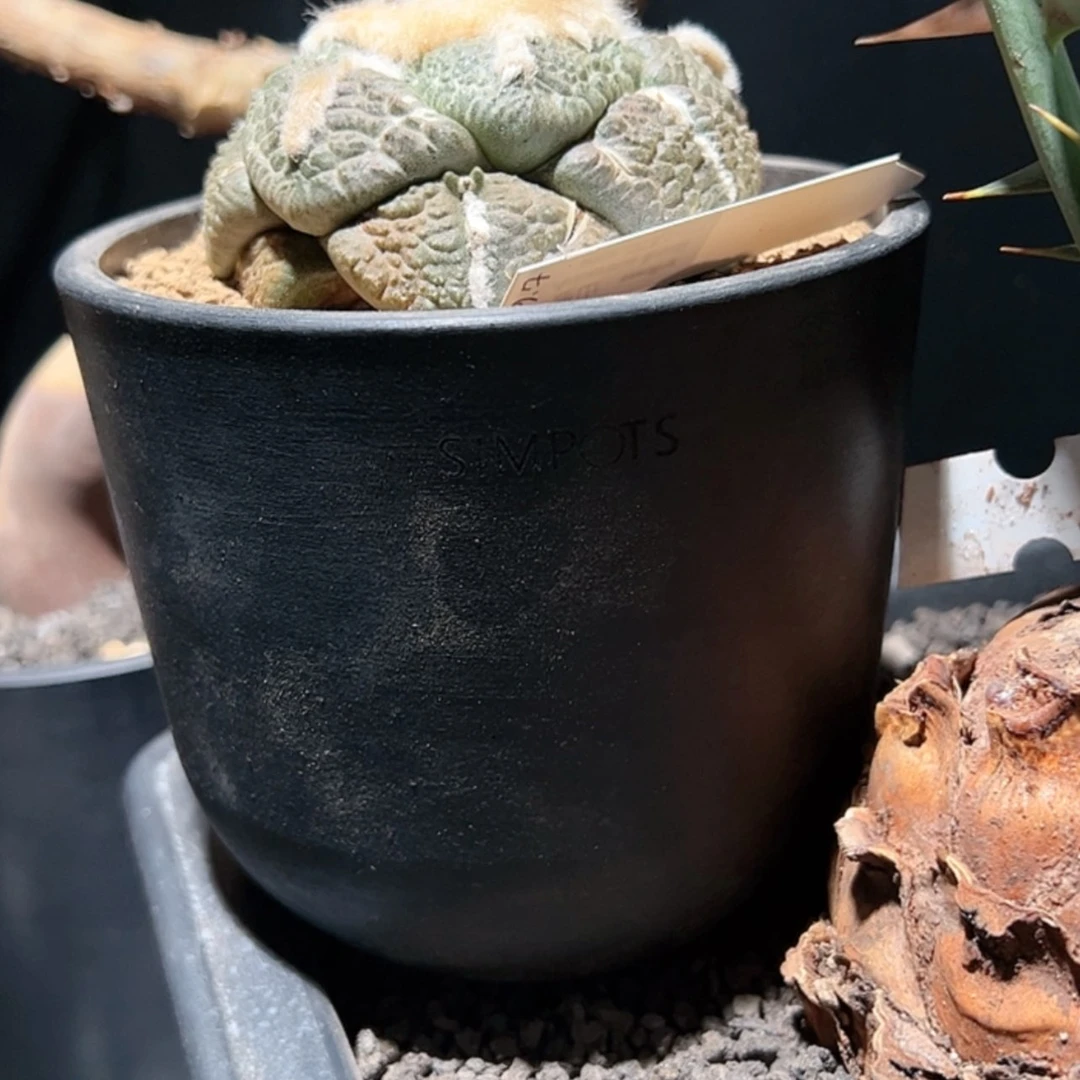 【闪购商品】A****a牡丹带盆