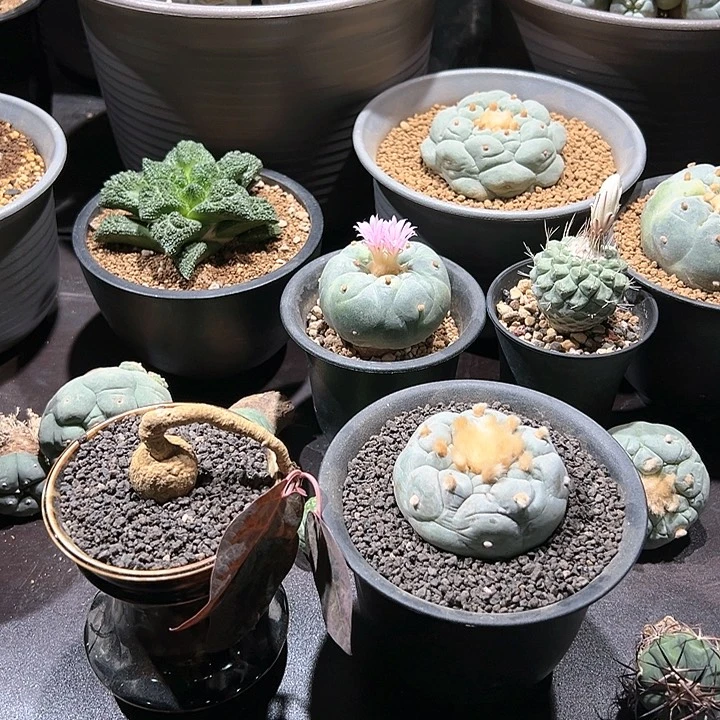 红脉拉巴提➕白肌佛头 抽免