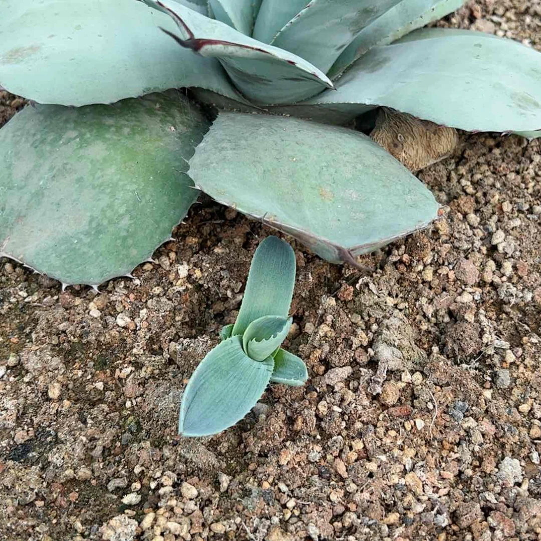 【闪购商品】福克斯侧芽