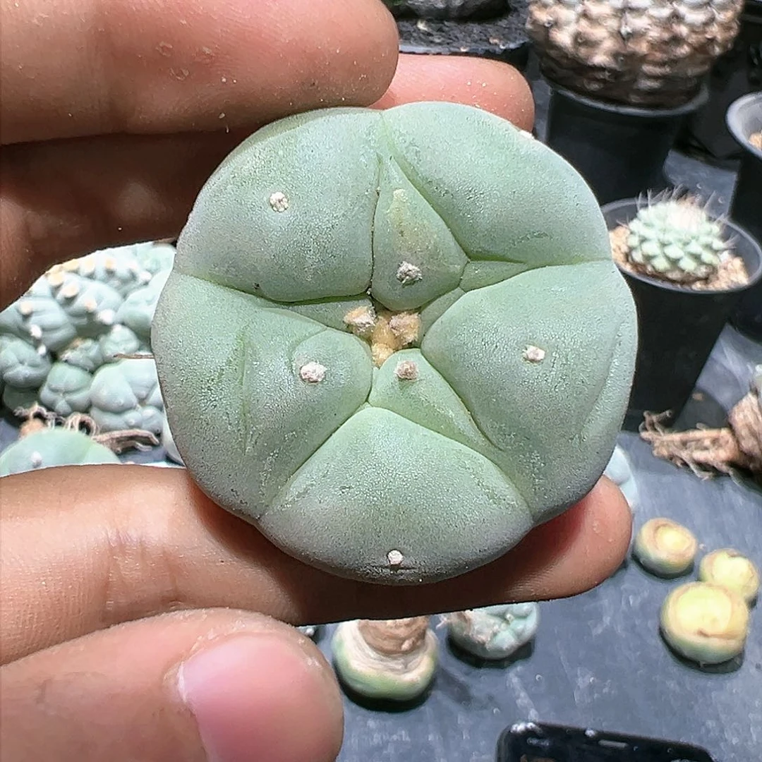 晋*说特u银 实生 仙人球