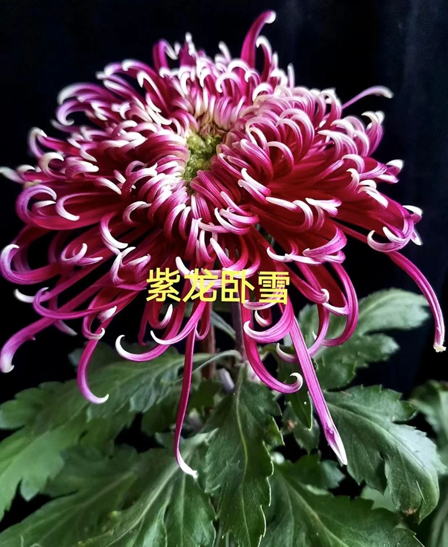 【紫龙卧雪】菊花盆栽菊花苗耐寒植物开花大菊花带花苞好养