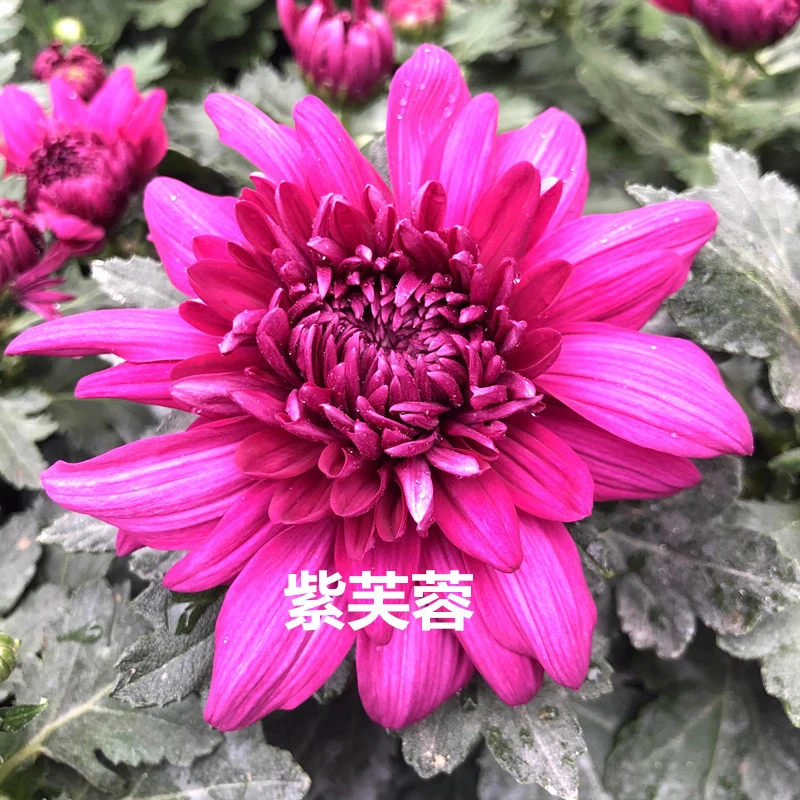 【紫芙蓉】】菊花盆栽菊花苗耐寒植物开花大菊花带花苞好养