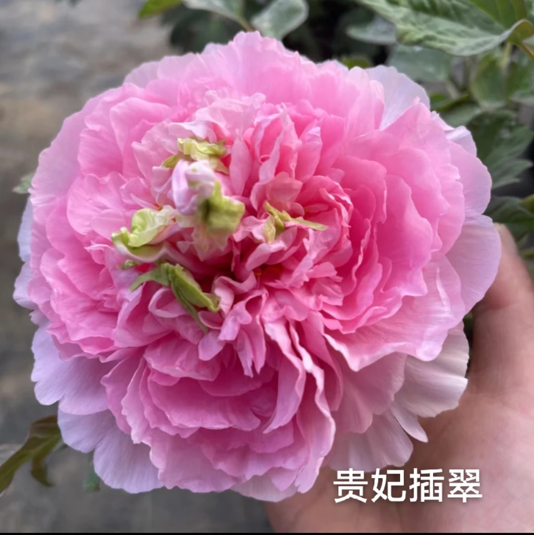 精品观赏重瓣大花牡丹贵妃插翠