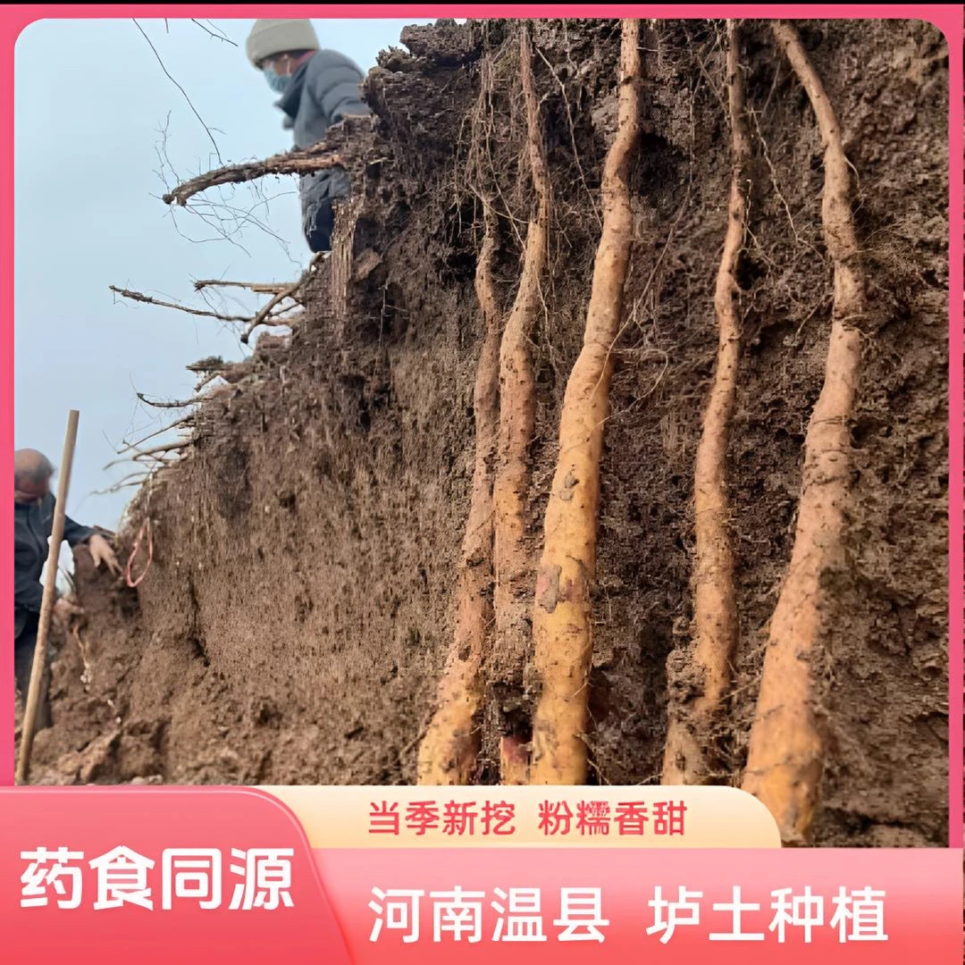 【正宗铁棍山药】原产地温县垆土新鲜铁棍山药到手5斤净重