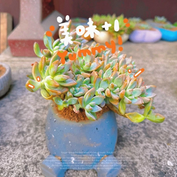 两脚兽多肉花盆啊啊啊啊啊
