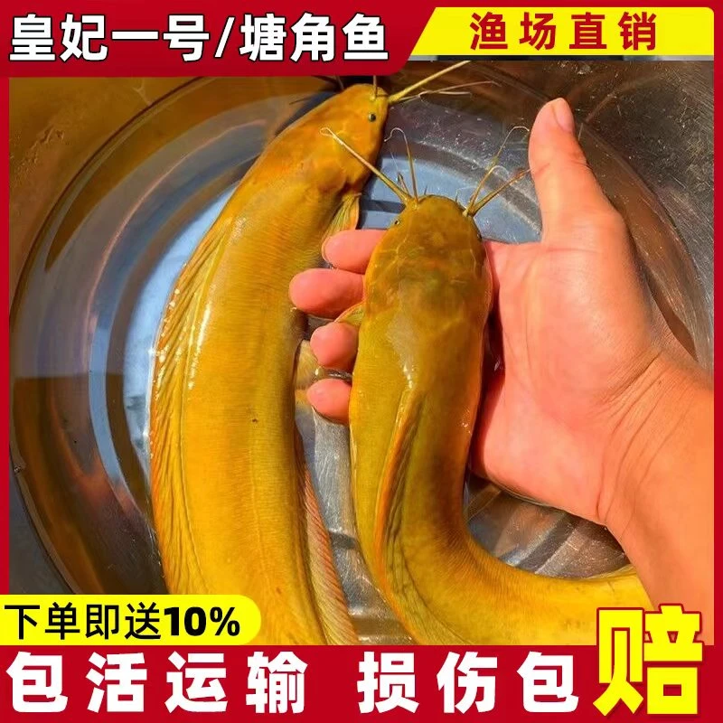 皇妃一号 塘角鱼 宠物好养