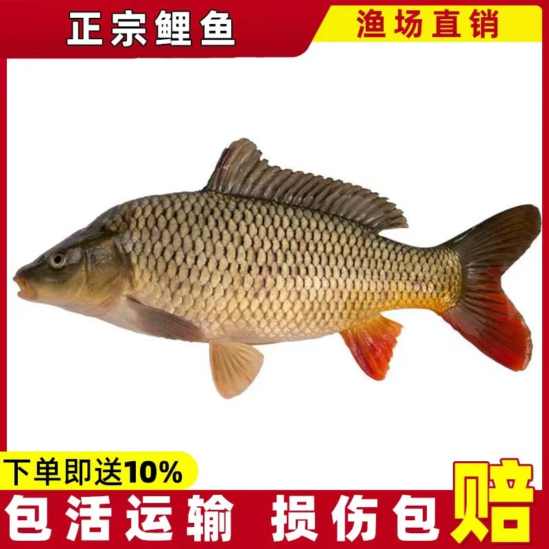 中科鲫鱼 鲤鱼 淡水活体