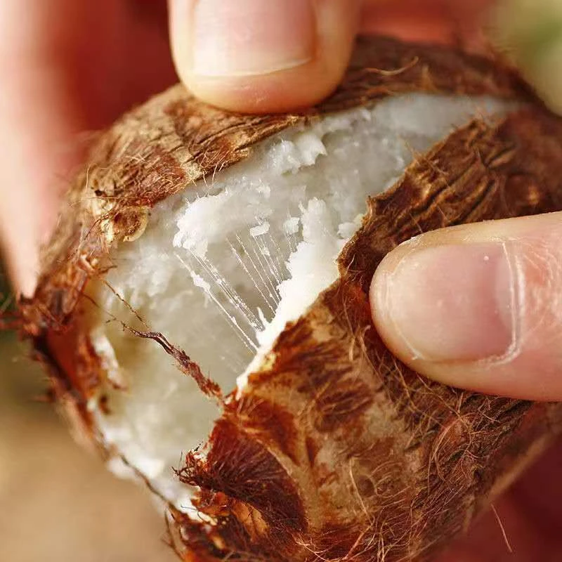 现挖云南牛奶芋头高原新鲜芋仔口感毛芋头软糯香甜农家种植皮薄