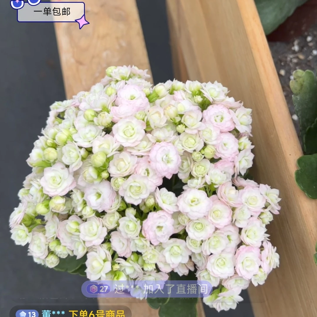 钻石 精品长寿 春夏秋冬花卉（110盆大花）