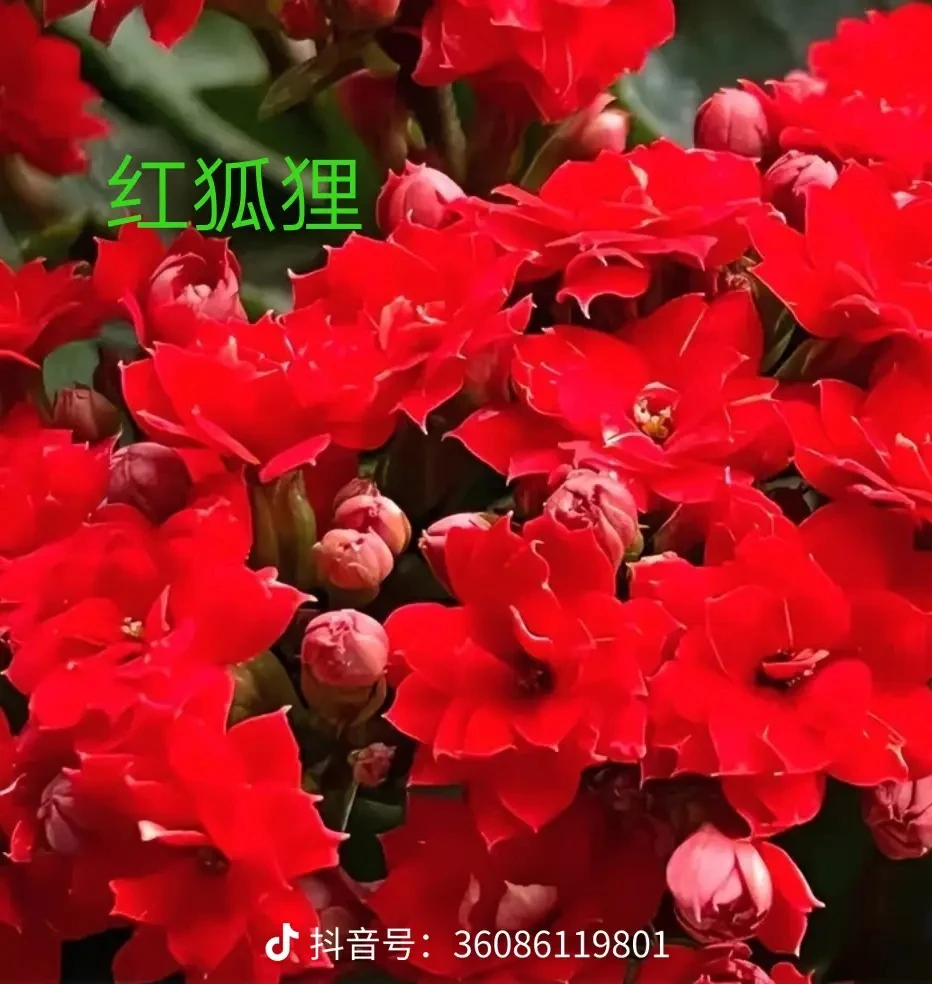 红狐狸 精品长寿 春夏秋冬花卉（130盆）