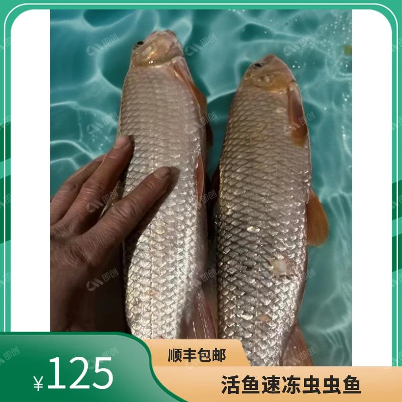 虫虫鱼35一斤顺丰包邮「活鱼速冻」