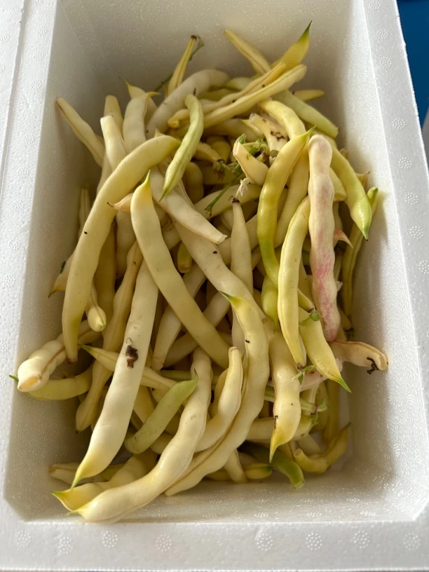 猪粪，牛粪黄金勾豆角三斤顺丰包邮「自产自销」