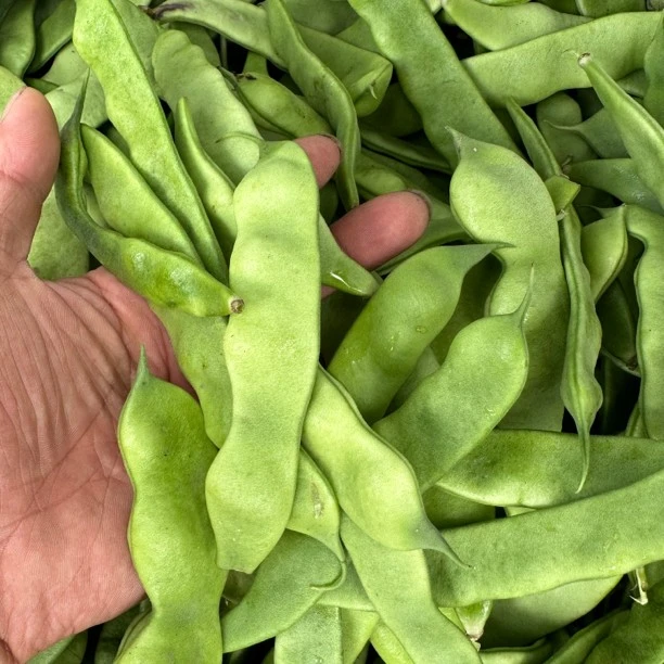 东北牛粪油豆角三斤顺丰包邮「自产自销」