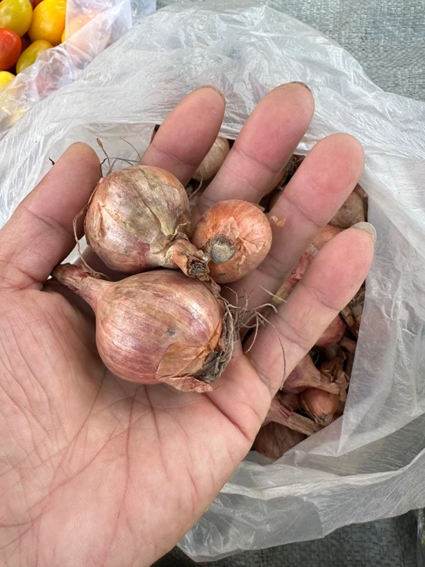 小菜园毛葱四斤顺丰包邮