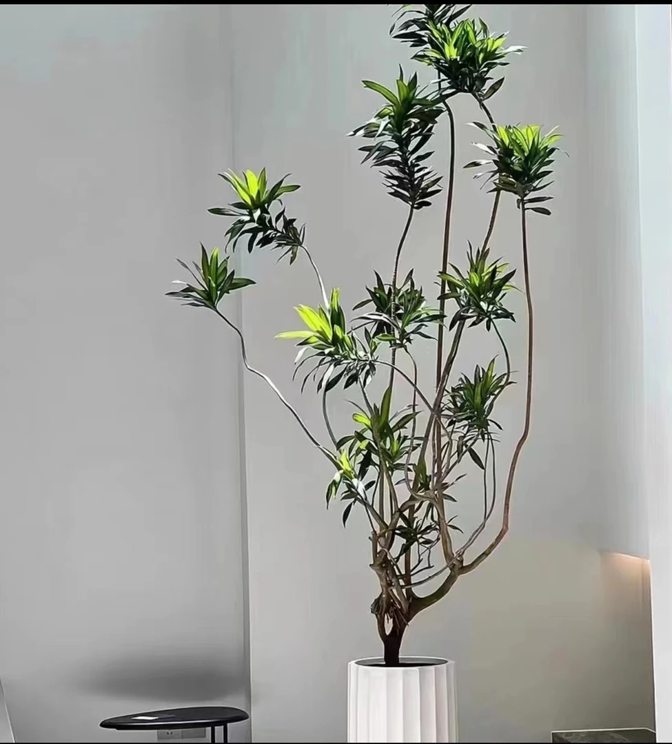 基地直发多年老桩金心百合竹室内客厅阳台好养大盆栽轻奢格调氛感