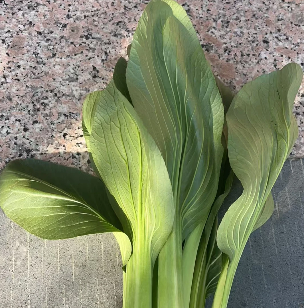 农家种植本地青菜新鲜露天菜芯香糯软甜