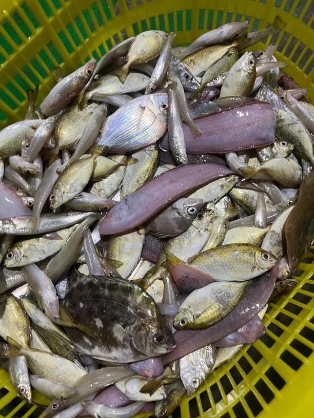 湛江外罗渔港天然海捕小杂鱼