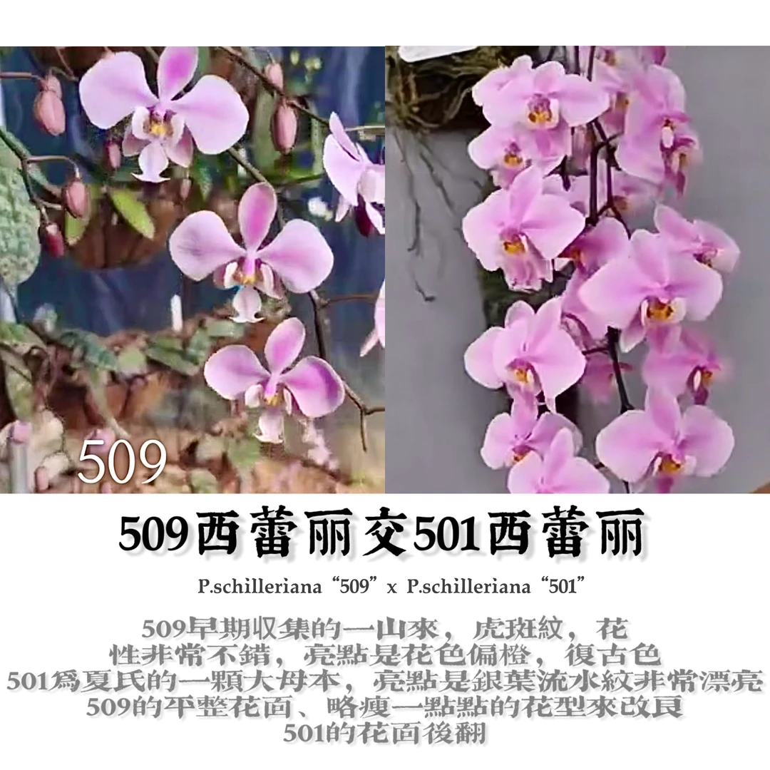原生种蝴蝶兰实生苗西雷利509交501（陈十三老师）育种阳台好养易活
