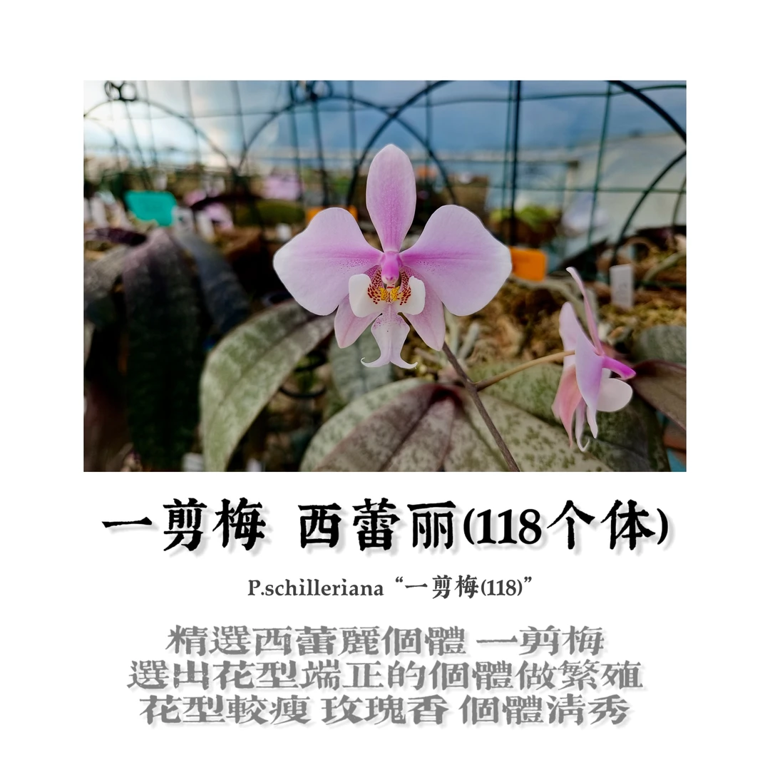 原生种蝴蝶兰实生苗西雷利118（陈十三老师）育种阳台好养易活