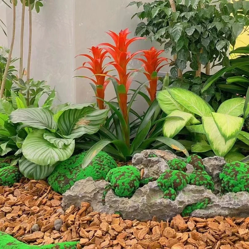 四季植物开花浓香一物一拍