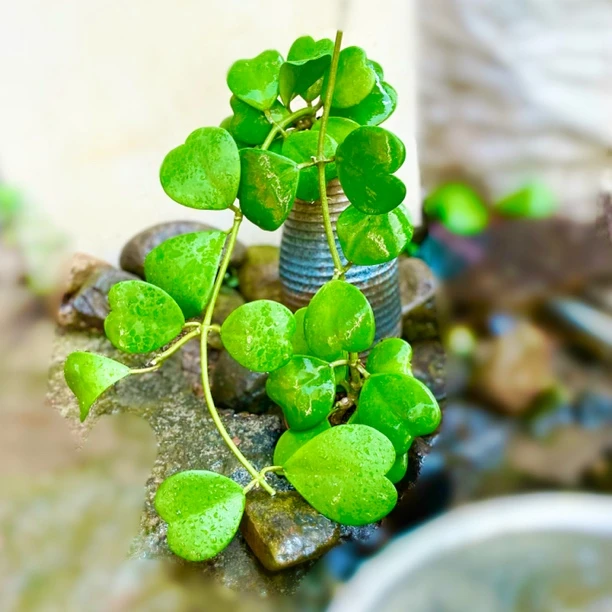 网红室内绿植心叶球兰水培植物客厅办公桌盆栽夏季开花栽培简单