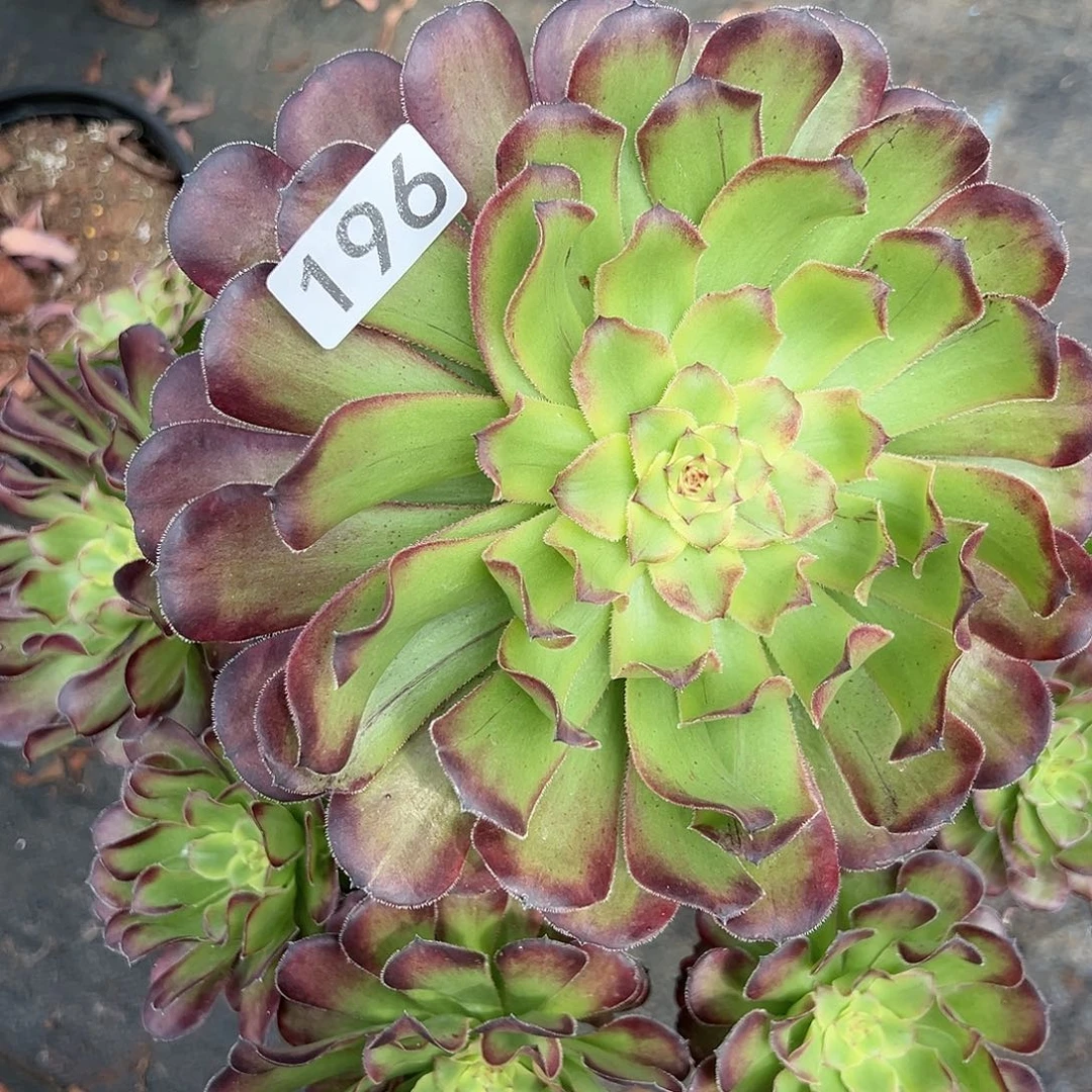 植物多肉法师196