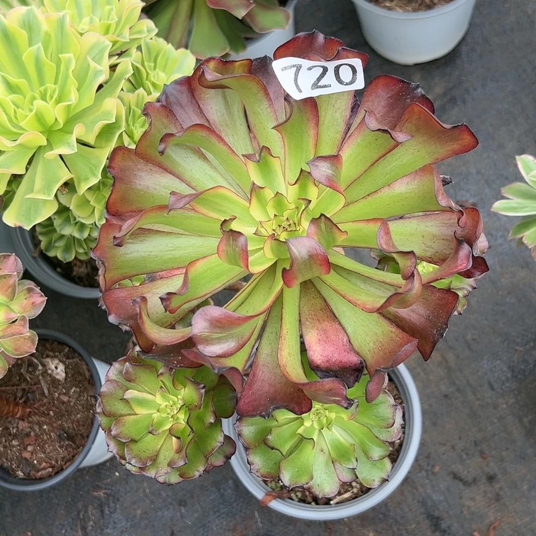 不**啥植物多肉法师720