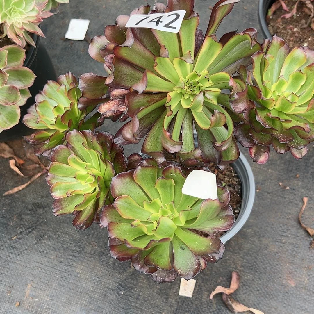 植物多肉法师742