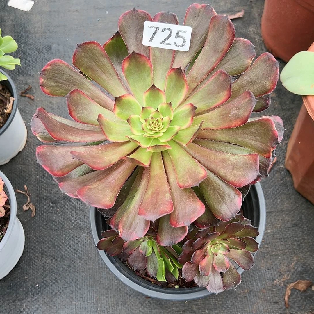 植物多肉法师725