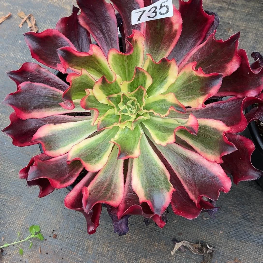 夏*?植物多肉法师735