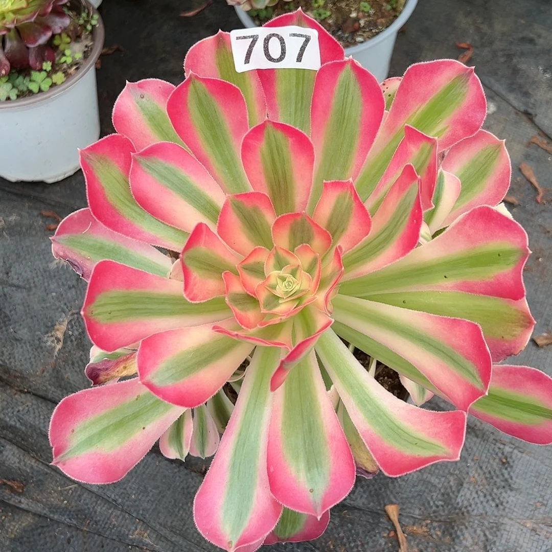 植物多肉法师707