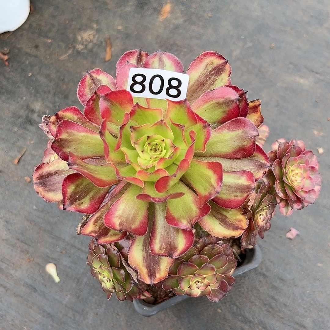 植物多肉法师808