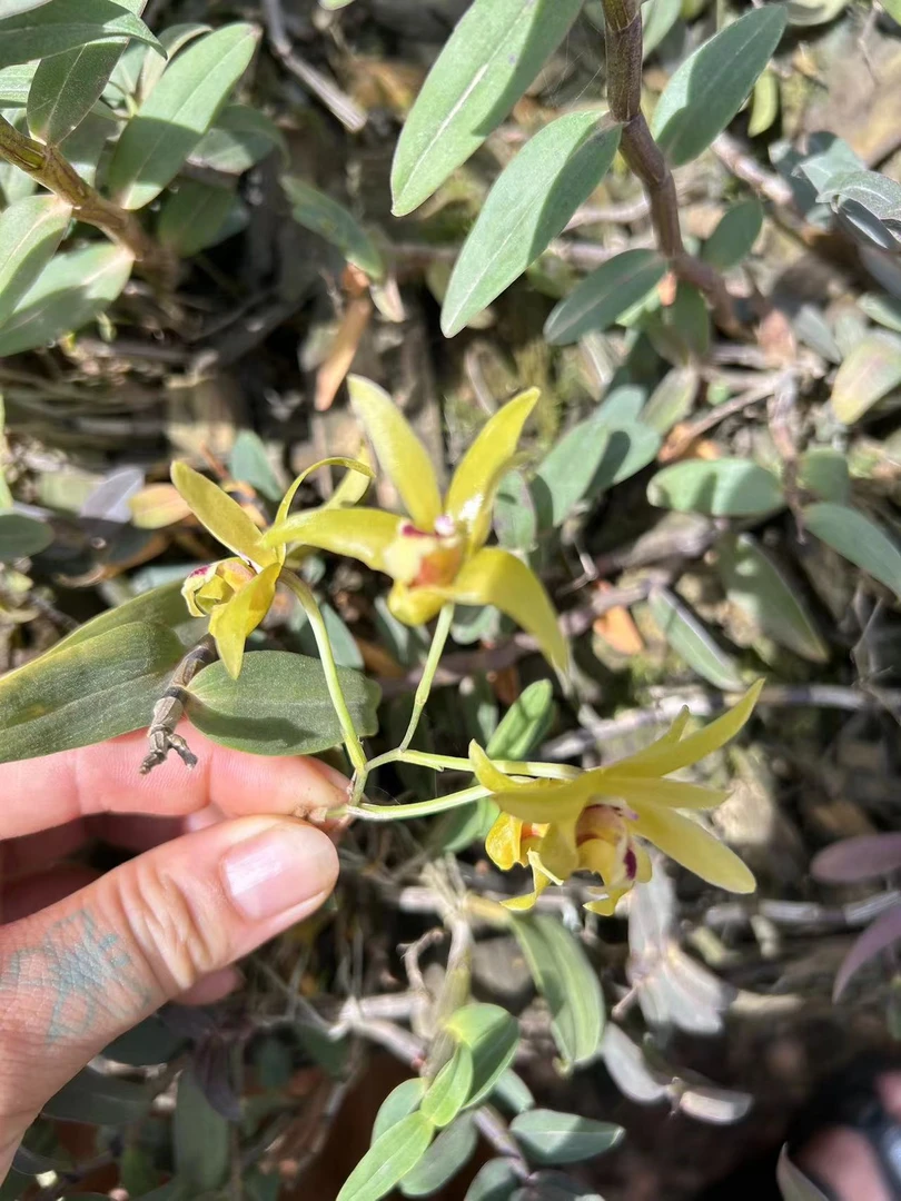 铁皮石斛兰（艺龙花卉）