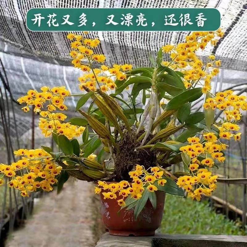 鼓锤石斛栗斑鼓锤鸡蛋鼓锤